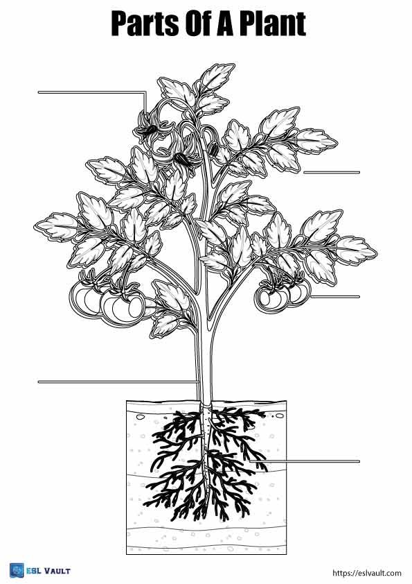 parts of a plant coloring sheet