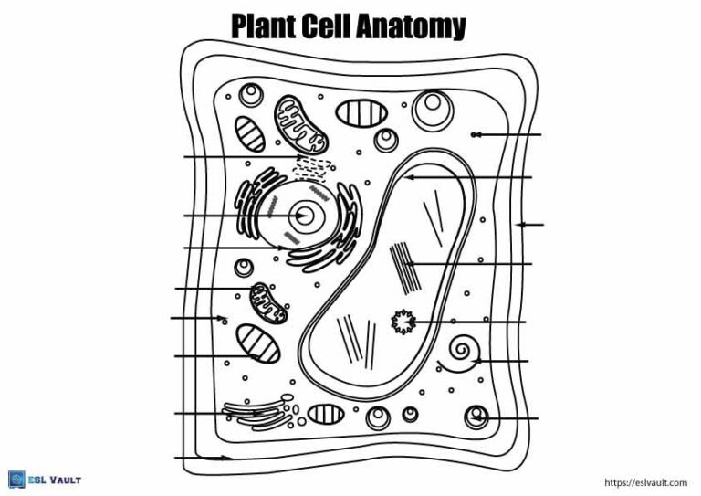 plant cell anatomy coloring page