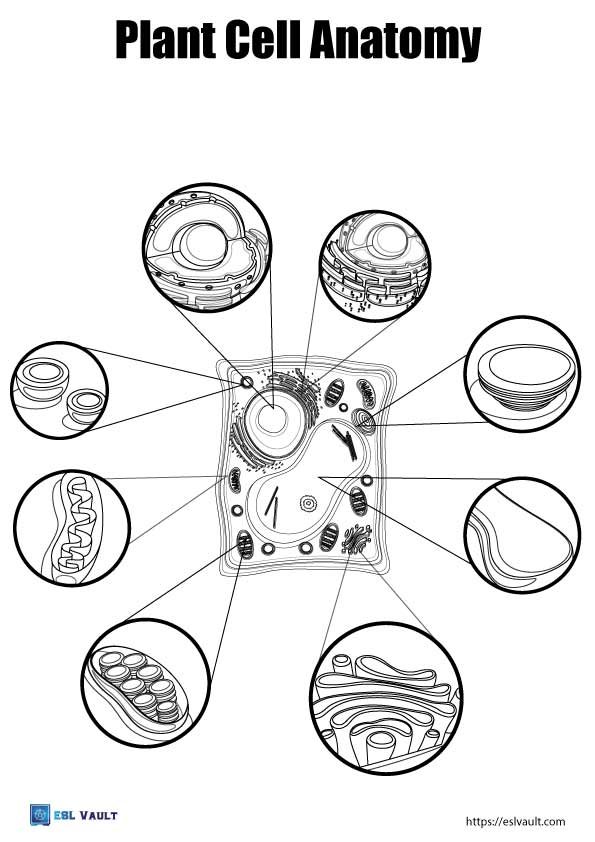 plant cell diagram coloring page