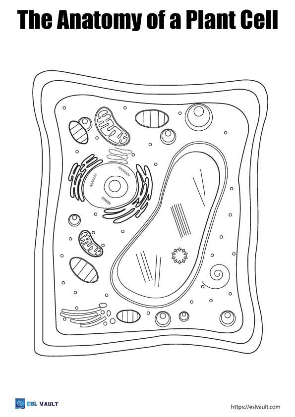 plant cell diagram coloring pages