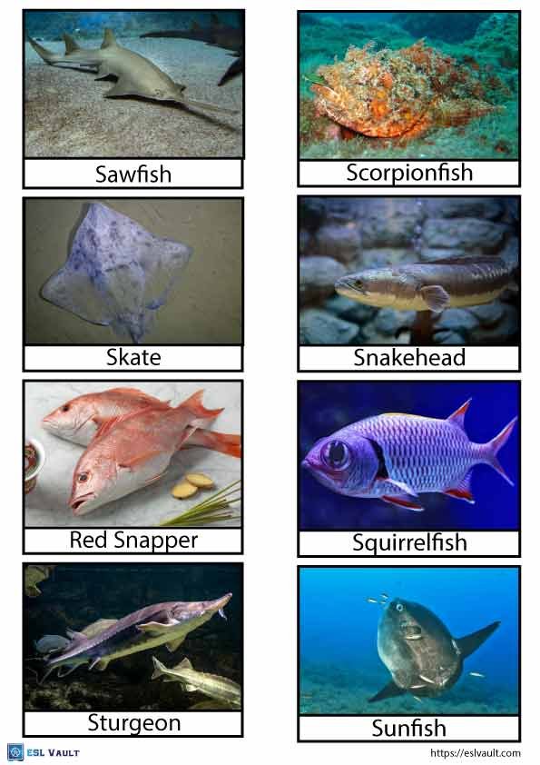 printable fish flashcards pdf 6