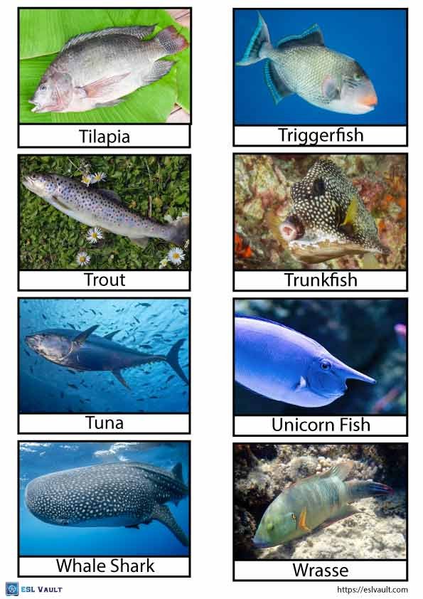 printable fish flashcards pdf 7