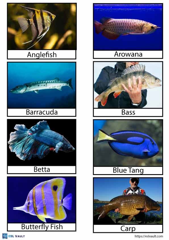 printable fish flashcards pdf 1