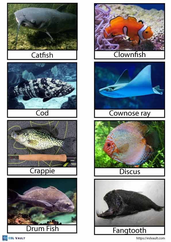 printable fish flashcards pdf 2