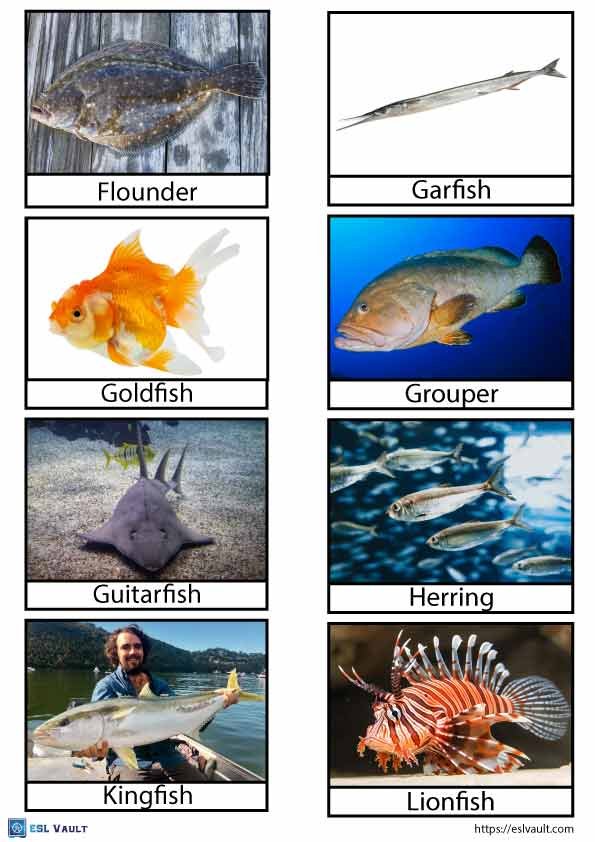 printable fish flashcards pdf 3