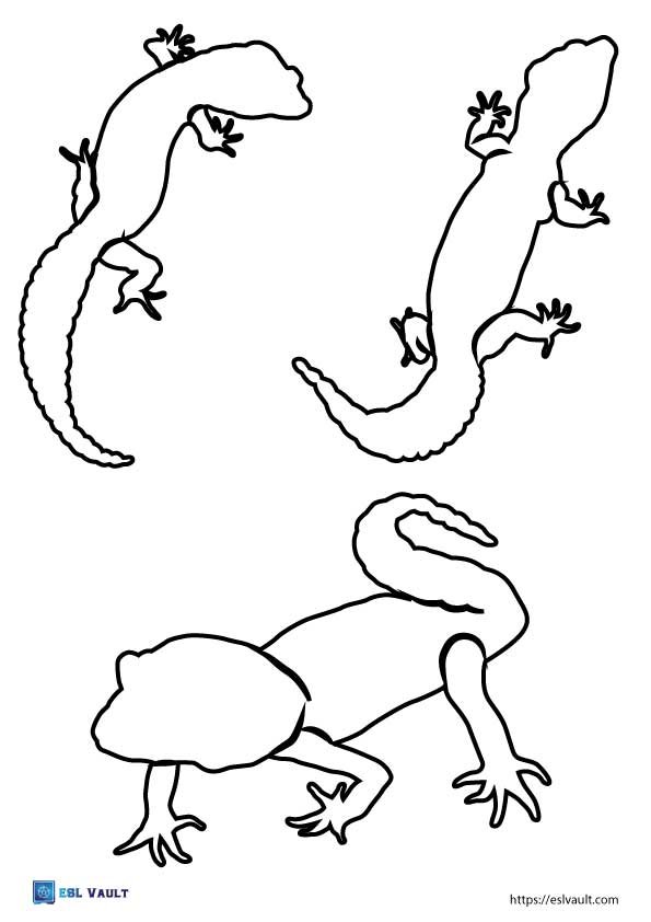 printable lizard outlines geckos