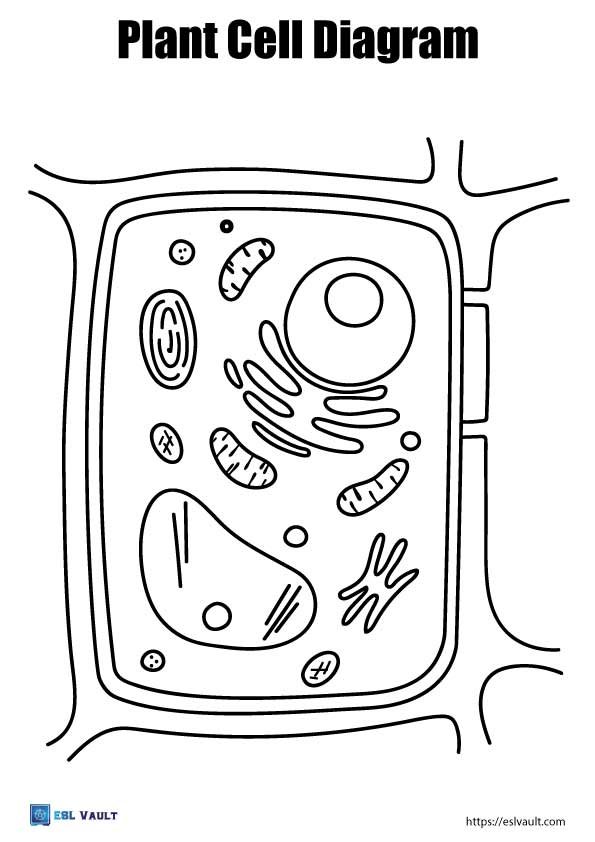 simple plant cell diagram coloring page