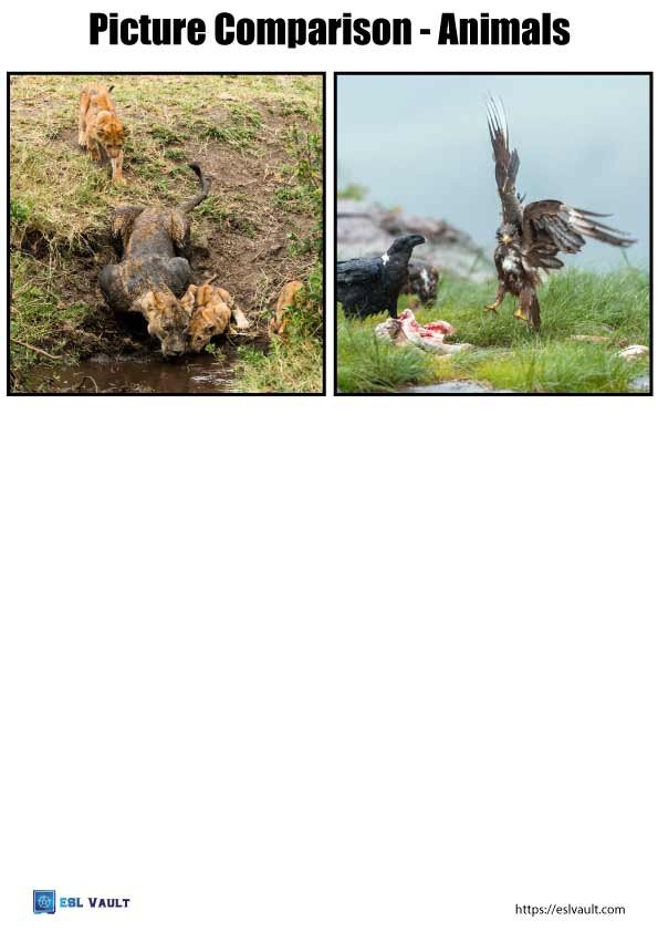 animals picture comparison worksheets