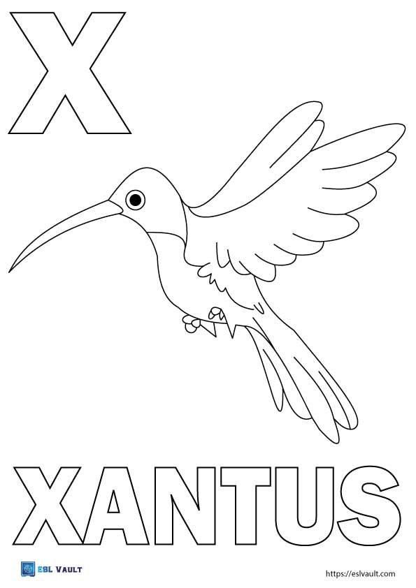 letter x coloring pages xantus