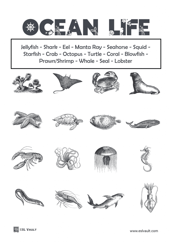 Ocean life vocabulary worksheet