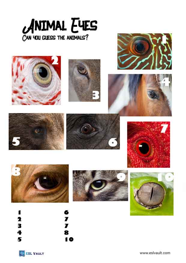 animal eye close up picture quiz