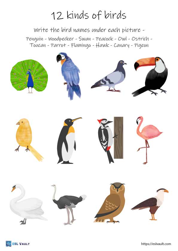 birds worksheets esl vocabulary matching esl vault