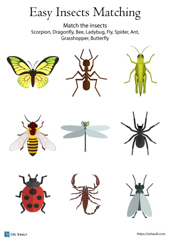 Insects Vocabulary Matching Worksheets - Esl Vault