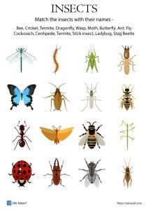 insects vocabulary matching worksheet for ESL