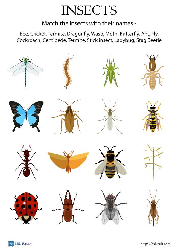 insects vocabulary matching worksheet for ESL