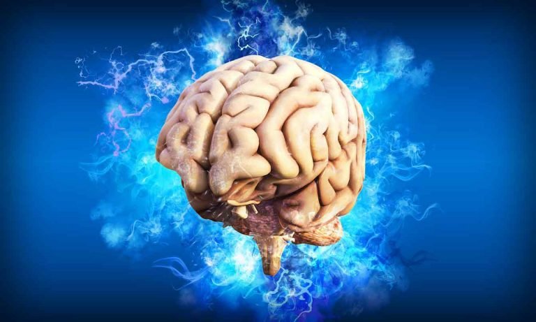A picture of the human brain