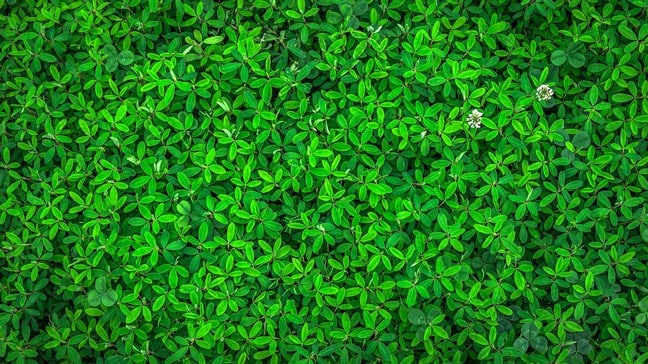 green leaves from above