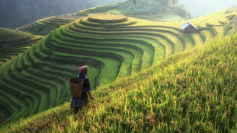 mountain rice farming in Asia