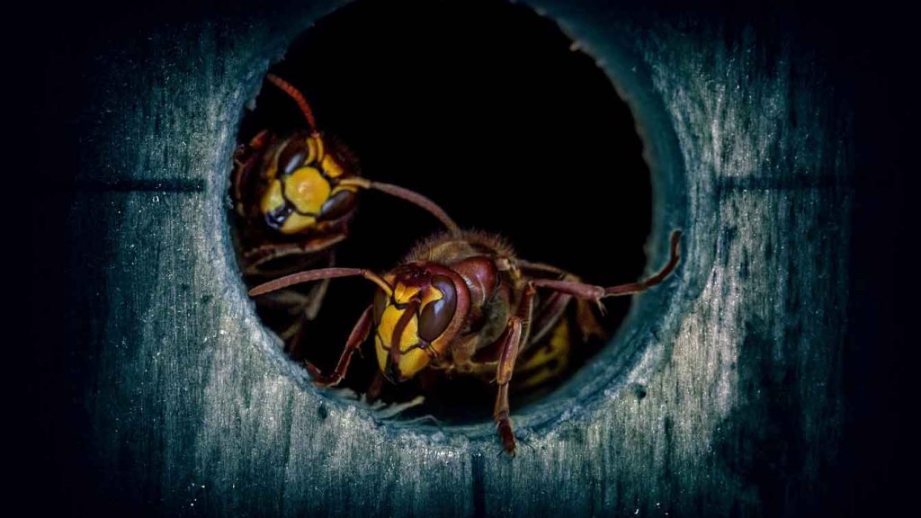 two hornets close up