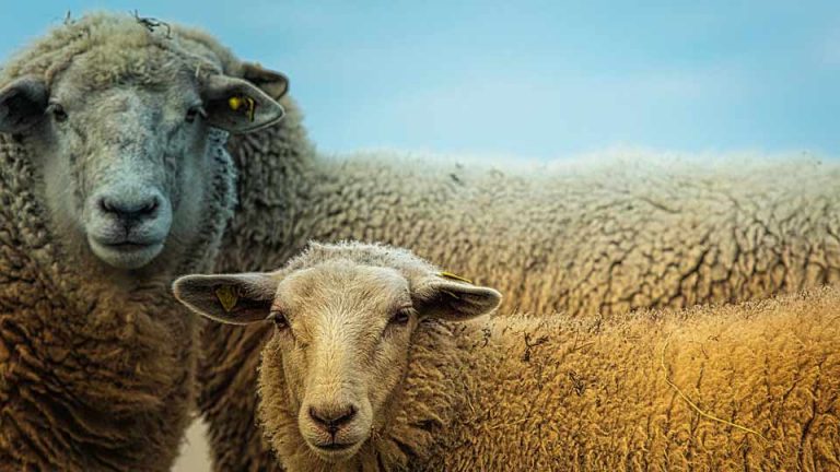 two sheep close up