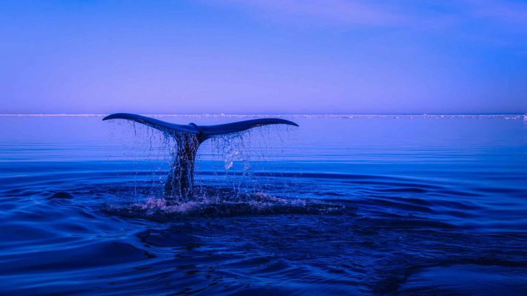 A whale tail breaching the ocean surface
