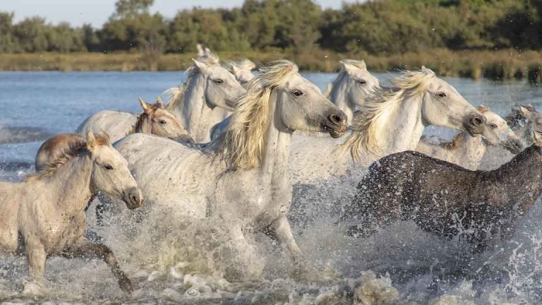 white horses running in water