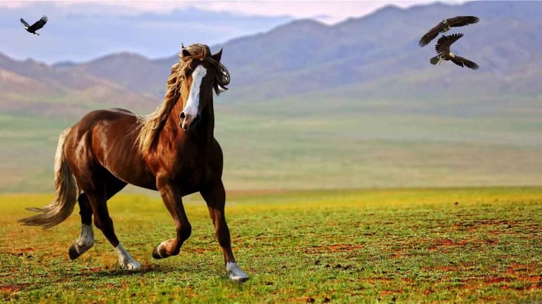 A horse on a prairie