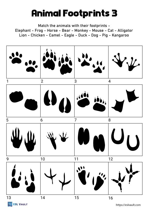 3 animal footprints worksheets - ESL Vault