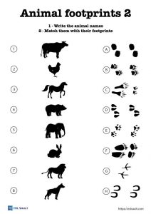 3 animal footprints worksheets - ESL Vault