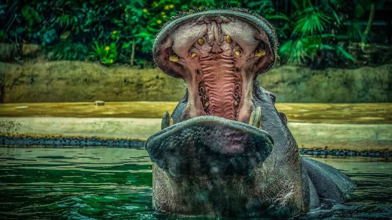 a hippo in a zoo enclosure