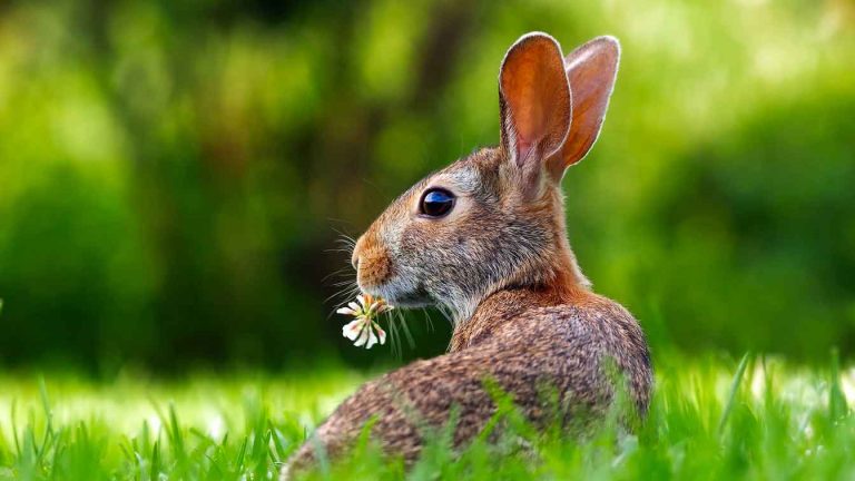 a rabbit in grass eating a flower