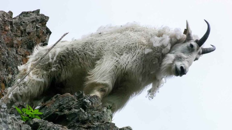 a sure-footed goat on a rock