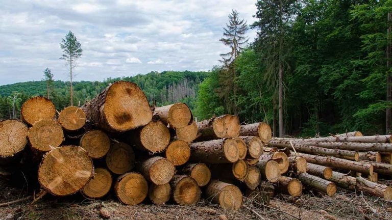 logging in a forest