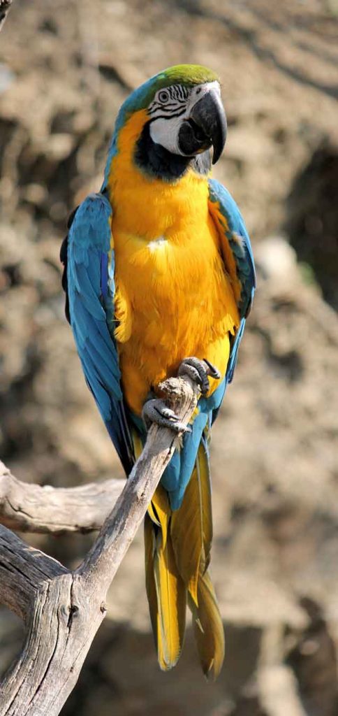 a parrot on a perch