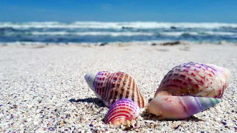 seashells by the seashore