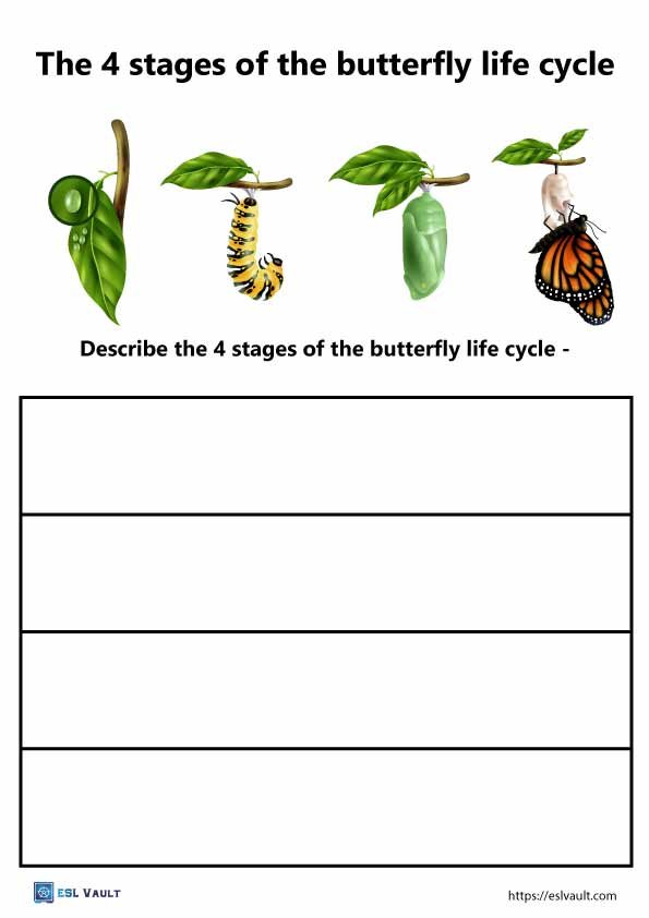 4 stages of the butterfly life cycle worksheet