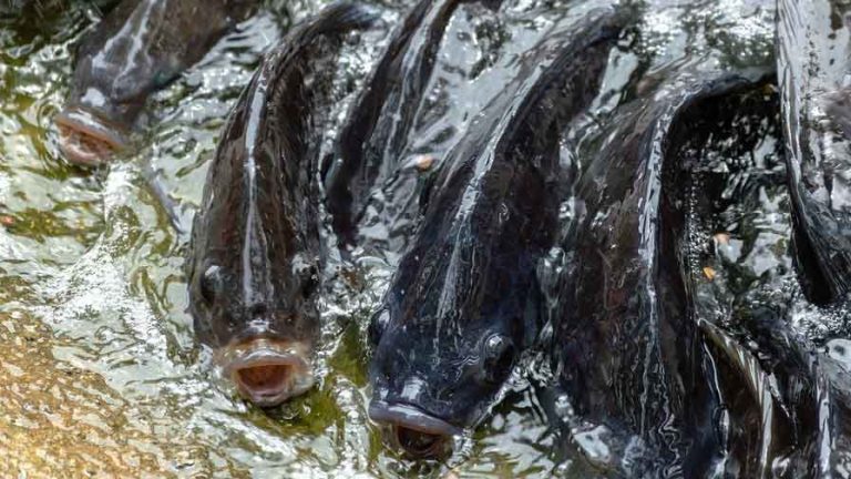 tilapia fish out of water to feed