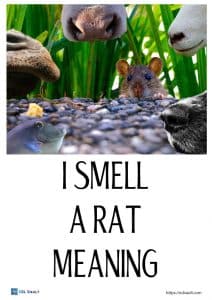 i smell a rat meaning featured image