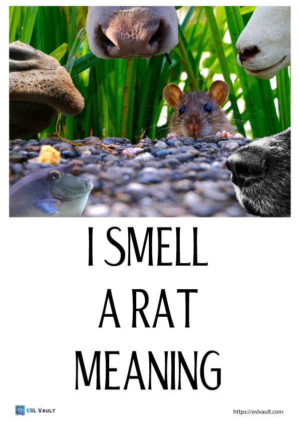 I smell a rat meaning - ESL Vault