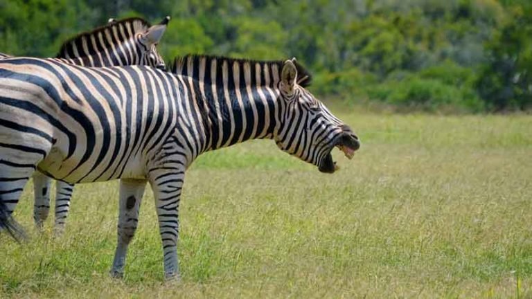 a laughing zebra