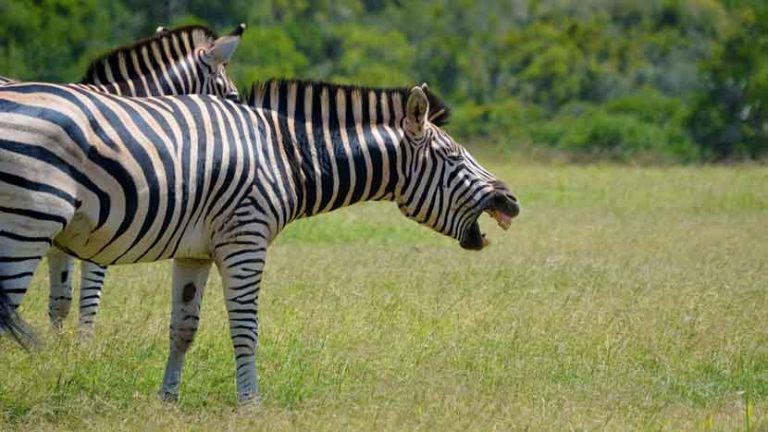 a laughing zebra