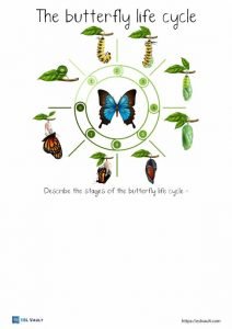 butterfly life cycle worksheet writing