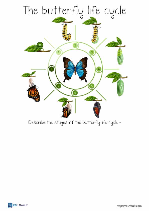 5 free pdf butterfly life cycle worksheets esl vault