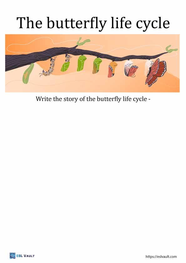 butterfly life cycle writing activity