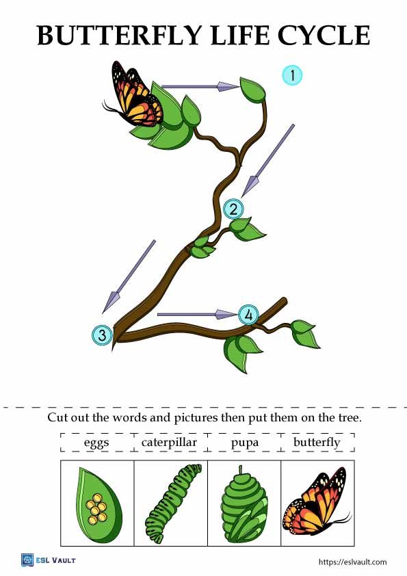 butterfly life cycle cut and paste