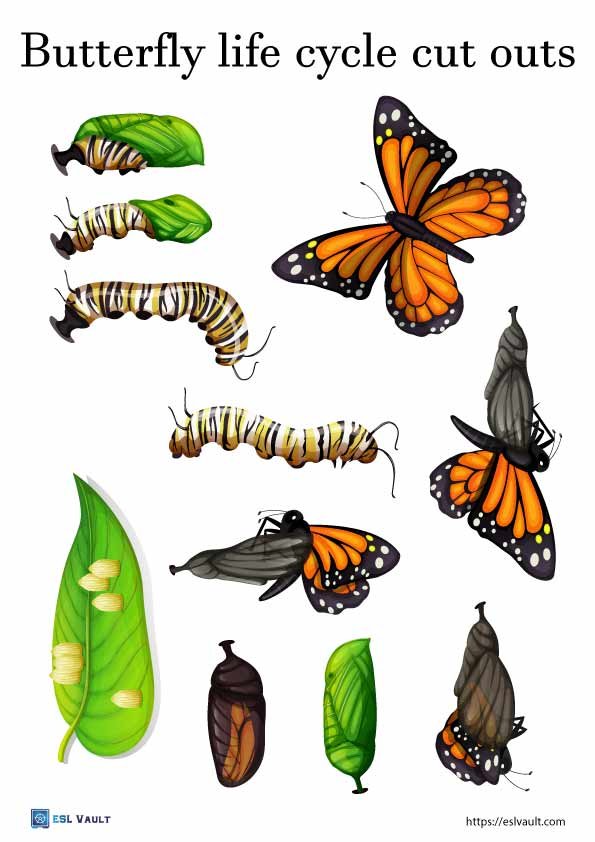 butterfly life cycle cuts outs