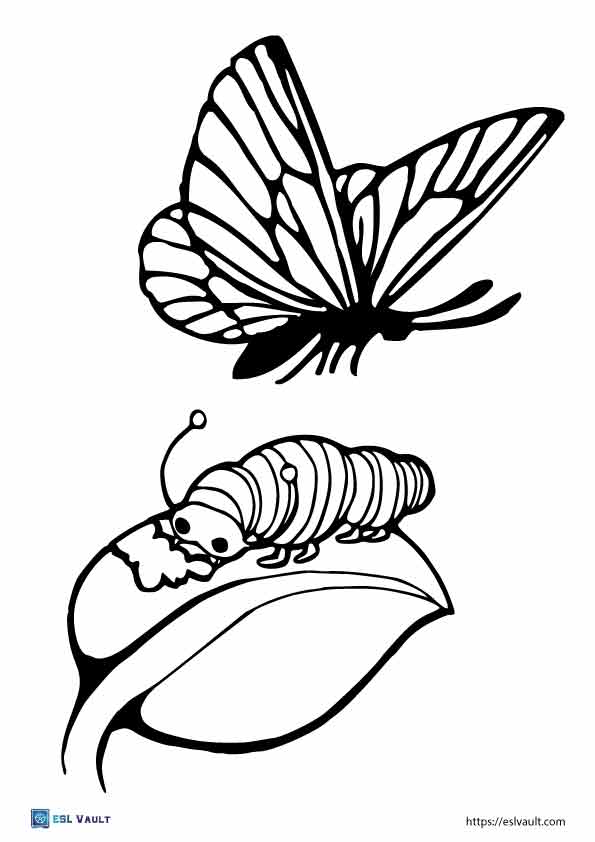 butterfly with caterpillar coloring page