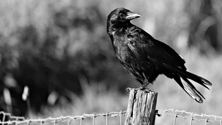 crow on a fence for the idiom eat crow