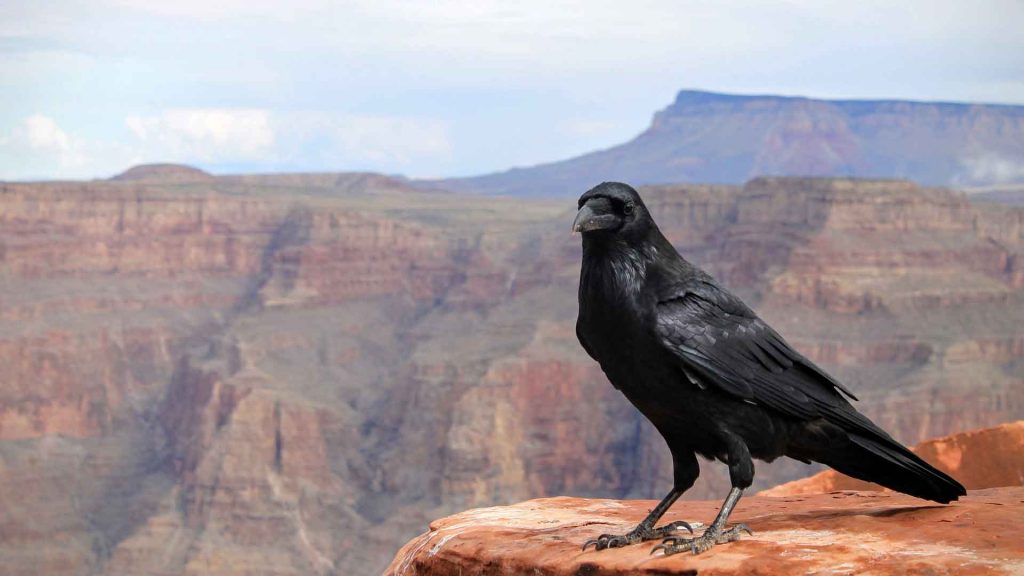 crow at the grand canyon