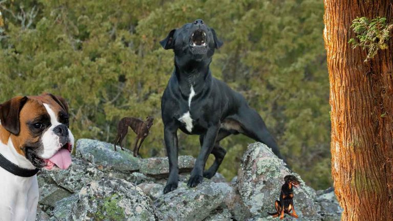 dog barking up tree photoshop